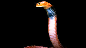 IA Diseña Proteínas para Neutralizar Venenos de Serpientes: Un Avance Revolucionario