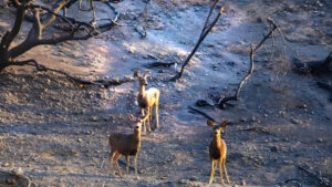 ¡Alerta Incendios! ¿Cómo Sobreviven los Leones de Montaña en California?