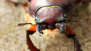 ¡Increíble Batalla de Escarabajos y mucho más en ‘Una Vida de Insecto Real’!