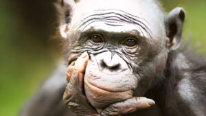 ¡Increíble! Bonobos: ¡Más inteligentes de lo que pensábamos!