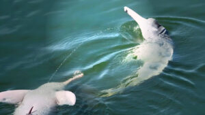 ¡Vaya sorpresa! ¡Delfines de río protagonizando… concursos de orina!