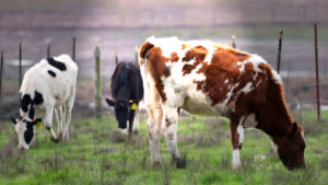 Gripe aviar H5N1: Un trabajador lechero de Nevada infectado con una nueva cepa