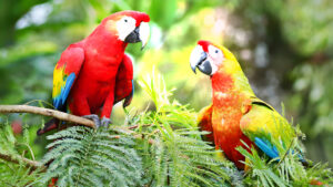 ¡Sorprendente! Los guacamayos imitan, ¡incluso cuando no deberían hacerlo!