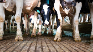 ¡Alerta máxima! Nueva cepa de gripe aviar H5N1 en vacas de Nevada: ¿Se avecina una crisis?