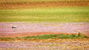 Agricultura Sostenible: Sinergia Clave para el Futuro