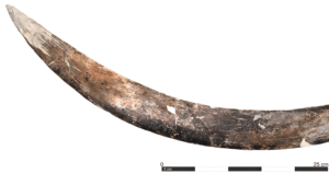 Búmeran de Mamut de 40.000 Años: La Tecnología Ancestral que Reescribe la Historia