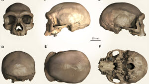 El Cráneo de Harbin: Revelando los Secretos de un Linaje Humano Enigmático