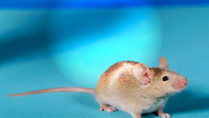 Crean ratones viables con material genético de dos padres