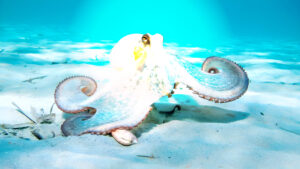 El Pulpo de Nueve Brazos: Adaptabilidad que Inspira la Tecnología del Futuro