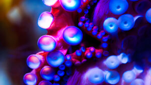 La robótica se inspira en los pulpos para crear robots con mejor agarre