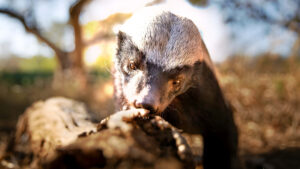 Underdogs: La Nueva Docuserie de NatGeo con Ryan Reynolds que Revoluciona el Mundo Animal