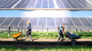 Agrivoltaica: La Simbiosis Perfecta entre Agricultura y Energía Solar
