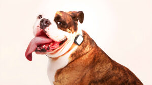 El cese de Whistle expone la obsolescencia programada en el Internet de las Cosas (IoT)