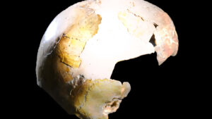 Cráneo de 140,000 años revela hibridación temprana entre Homo sapiens y neandertales