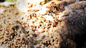 IA revoluciona la medicina personalizada: tratamientos a tu medida