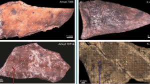 ¡Neandertales con Estilo Propio! Descubriendo sus «Cocinas Regionales» y Herramientas Únicas