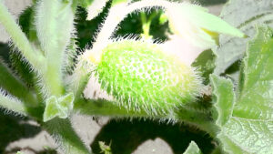 El Asombroso Pepinillo Explosivo: Inspiración Tecnológica desde la Naturaleza