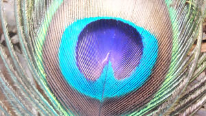 Plumas de pavo real revelan secretos para la creación de láseres biocompatibles