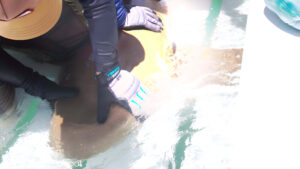 The Field School: democratizando la ciencia marina