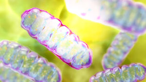 Trasplantación mitocondrial: El futuro de la medicina regenerativa
