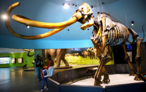 Descubren ADN único en mamuts de la Cuenca de México