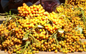 Análisis de placa dental revela secretos ancestrales del consumo de nuez de betel