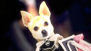 Chihuahua Adicto a la Cocaína Sobrevive en Carolina del Norte: Lecciones Inesperadas