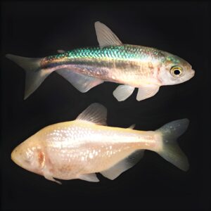 ¡La Inteligencia Artificial Nos Lleva a las Estrellas Como Nunca Antes!