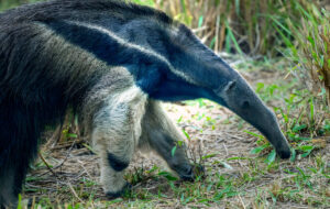 La Mirmecomancia: La Dieta Secreta que Reconfigura la Evolución de los Mamíferos