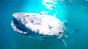 MUSAS: La tecnología inspirada en la rémora que revoluciona la adhesión en superficies húmedas