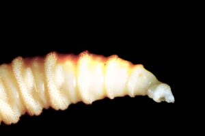 Texas se Prepara para la Batalla Contra el Gusano Barrenador