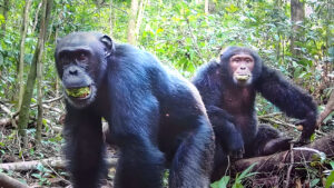 La Borrachera Ancestral: Chimpancés y la Evolución Revelan Nuestro Profundo Vínculo con el Alcohol