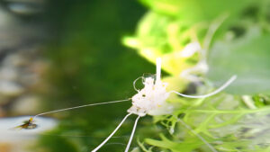 Rhagobot: El Robot Inspirado en Insectos que Camina Sobre el Agua