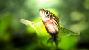 ¡Sorpresa Evolutiva! La Insólita Conexión Genética que Reconfigura el Origen de Nuestros Dedos